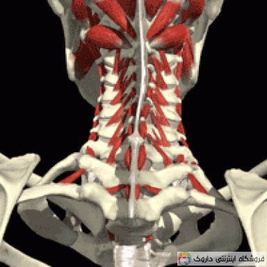 آناتومی بدن زن و مرد Atlas Of The Human Body آناتومی بدن زن و مرد Atlas Of The Human Body