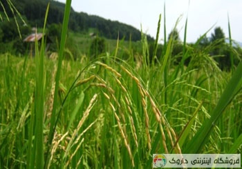 برنج صدری شمال