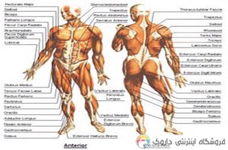 گردش در بدن با نرم افزار آناتومی انسان گردش در بدن با نرم افزار آناتومی انسان