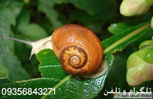 حلزون درمانی صورت حلزون درمانی صورت