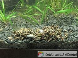پرورش حلزون پرورش حلزون