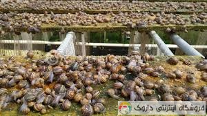 پرورش حلزون پرورش حلزون