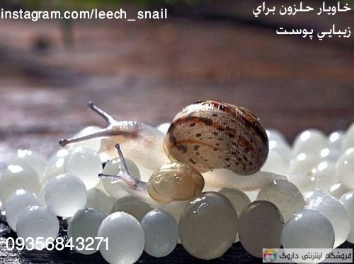 خاویار حلزون خاویار حلزون