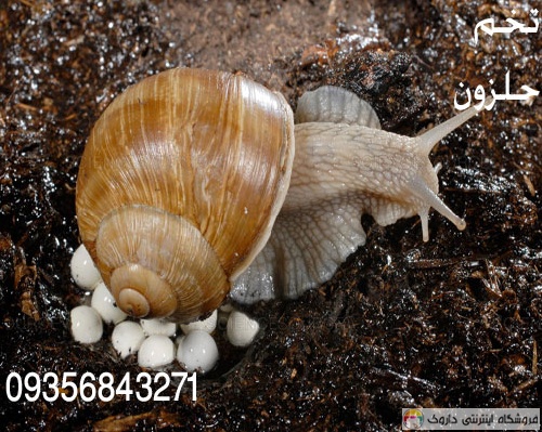 خاویار حلزون خاویار حلزون